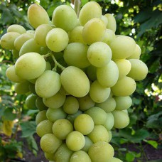 Cаджанці винограду Благовест (черенкований) - 1-річний