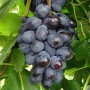 Cаджанці винограду Блек Гранд (черенкований) - 2-річний