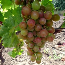 Cаджанці винограду Блискучий (черенкований) - 1-річний