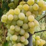 Cаджанці винограду Богатянівський (черенкований) - 2-річний
