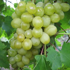 Cаджанці винограду Болгарія (черенкований) - 1-річний