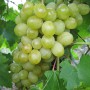 Cаджанці винограду Болгарія (черенкований) - 2-річний