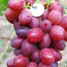Cаджанці винограду Бонус (черенкований) - 1-річний