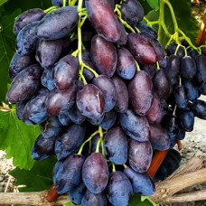 Cаджанці винограду Бравісімо (черенкований) - 1-річний