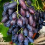 Cаджанці винограду Бравісімо (черенкований) - 2-річний