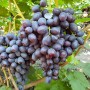 Cаджанці винограду Брюнетка (черенкований) - 2-річний