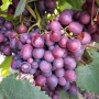 Cаджанці винограду Бузковий Туман (черенкований) - 2-річний