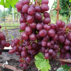 Cаджанці винограду Червона Планета (черенкований) - 1-річний