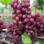 Cаджанці винограду Червона Планета (черенкований) - 2-річний