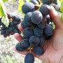 Cаджанці винограду Чорна Хмара (черенкований) - 2-річний
