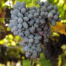Cаджанці винограду Чорна Перлина (черенкований) - 1-річний