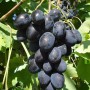 Cаджанці винограду Чорна Скеля (черенкований) - 2-річний