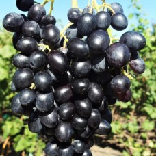 Cаджанці винограду Чорнява Дівчина (черенкований) - 1-річний