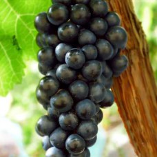 Cаджанці винограду Чорний Доктор (черенкований) - 1-річний