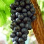 Cаджанці винограду Чорний Доктор (черенкований) - 2-річний