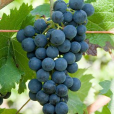 Cаджанці винограду Чорний Монарх (черенкований) - 1-річний