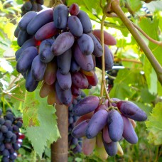 Cаджанці винограду Чорний Палець (черенкований) - 1-річний