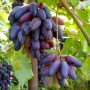 Cаджанці винограду Чорний Палець (черенкований) - 2-річний