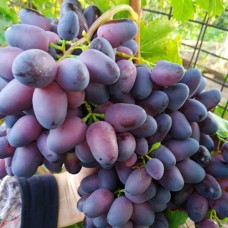 Cаджанці винограду Дамаська Красуня (черенкований) - 1-річний