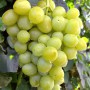 Cаджанці винограду Дар'я (черенкований) - 2-річний