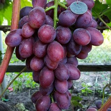 Cаджанці винограду Дарвіка (черенкований) - 1-річний