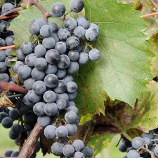 Cаджанці винограду Де Шонак (черенкований) - 1-річний