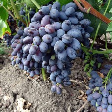 Cаджанці винограду Декабрьский (черенкований) - 1-річний