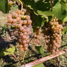 Cаджанці винограду Діамант (черенкований) - 1-річний