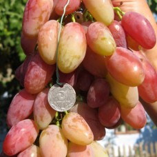 Cаджанці винограду Діксон (черенкований) - 1-річний