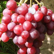 Cаджанці винограду Дюжина (черенкований) - 1-річний
