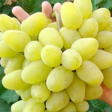 Cаджанці винограду Діва Марія (черенкований) - 1-річний