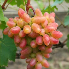 Cаджанці винограду Дніпровська Рів'єра (черенкований) - 1-річний