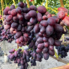 Cаджанці винограду Дніпровський Квартал (черенкований) - 1-річний