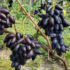 Cаджанці винограду Дніпровський Сувенір (черенкований) - 1-річний