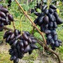 Cаджанці винограду Дніпровський Сувенір (черенкований) - 2-річний