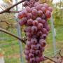 Cаджанці винограду Дністровський Рожевий (черенкований) - 2-річний
