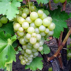 Cаджанці винограду Дольчатий (черенкований) - 1-річний