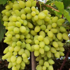 Cаджанці винограду Довгоочікуваний (черенкований) - 1-річний