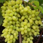 Cаджанці винограду Довгоочікуваний (черенкований) - 2-річний