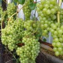 Cаджанці винограду Дружба (черенкований) - 2-річний