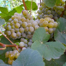 Cаджанці винограду Дублянський (черенкований) - 1-річний