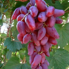 Cаджанці винограду Дубовский (черенкований) - 1-річний