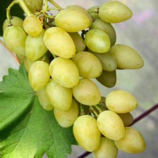 Cаджанці винограду Дубовський Мускат (черенкований) - 1-річний