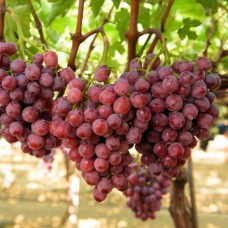 Cаджанці винограду Джек Салют (черенкований) - 1-річний