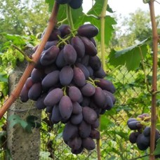 Cаджанці винограду Джекпот (черенкований) - 1-річний