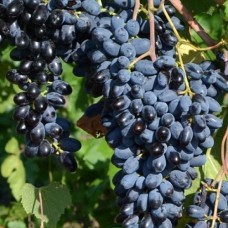 Cаджанці винограду Джой (черенкований) - 1-річний