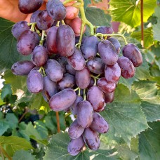Cаджанці винограду Джованні (черенкований) - 1-річний