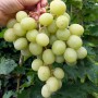 Cаджанці винограду Джина (черенкований) - 2-річний