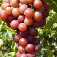 Cаджанці винограду Ельдорадо (черенкований) - 1-річний