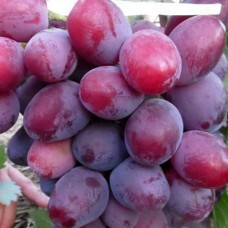 Cаджанці винограду Еверест (черенкований) - 1-річний